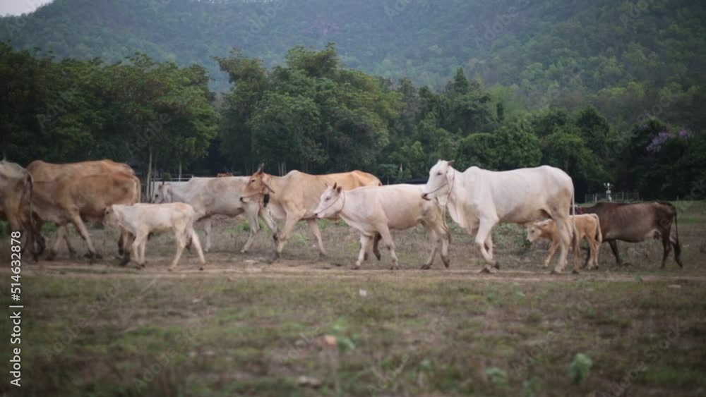 Cows walking in a row to the stable for come home. Cows walking in a row to the stable for come home.
