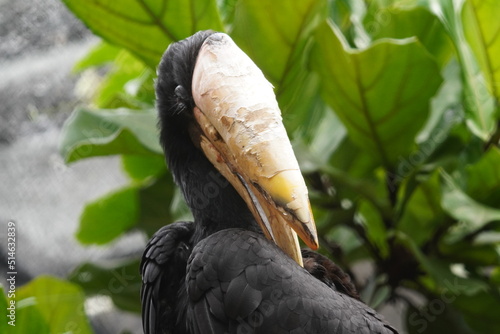 Javan rhinoceros hornbill photo