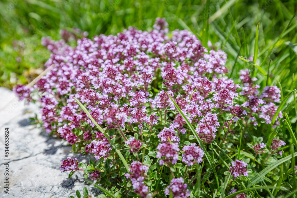 Obraz premium Beautiful nature. Mountain hiking Trail Road. Close up of tender wild pink burgundy mountain flowers on nature blur background. Italy Malga Montasio Forca Disteis