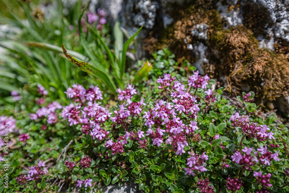 Beautiful nature. Mountain hiking Trail Road. Close up of tender wild pink burgundy mountain flowers on nature blur background. Italy Malga Montasio Forca Disteis