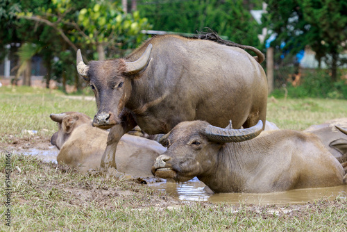 Buffalo Vietnam