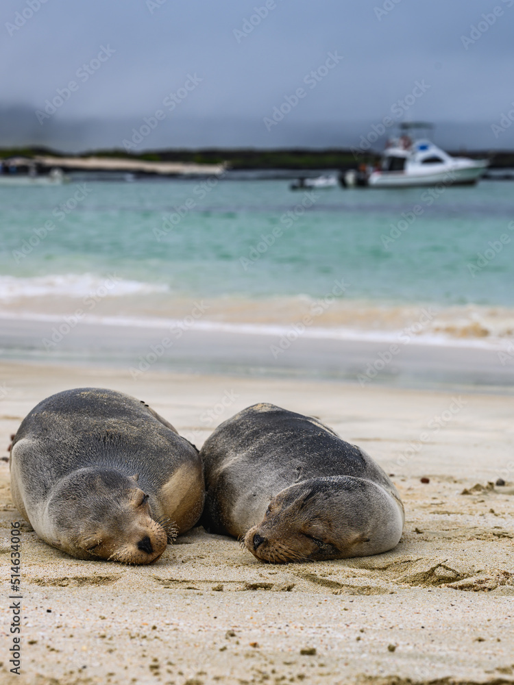 Fototapeta premium Sleepy sea lion at Cerro Brujo, Galápagos