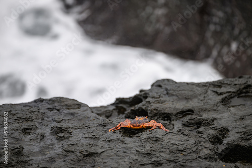 Photography Red crab on lava rocks at Puerto Chino, San Cristobal, Galápagos
