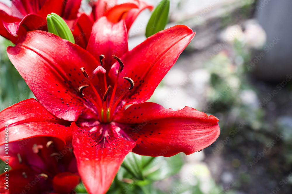 Macro shot of red lily . Natural background Macro shot of red lily . Natural background