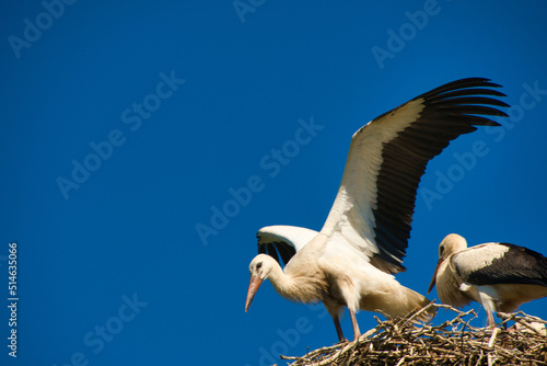 Storchennest im Grand Ried im Elsass photo