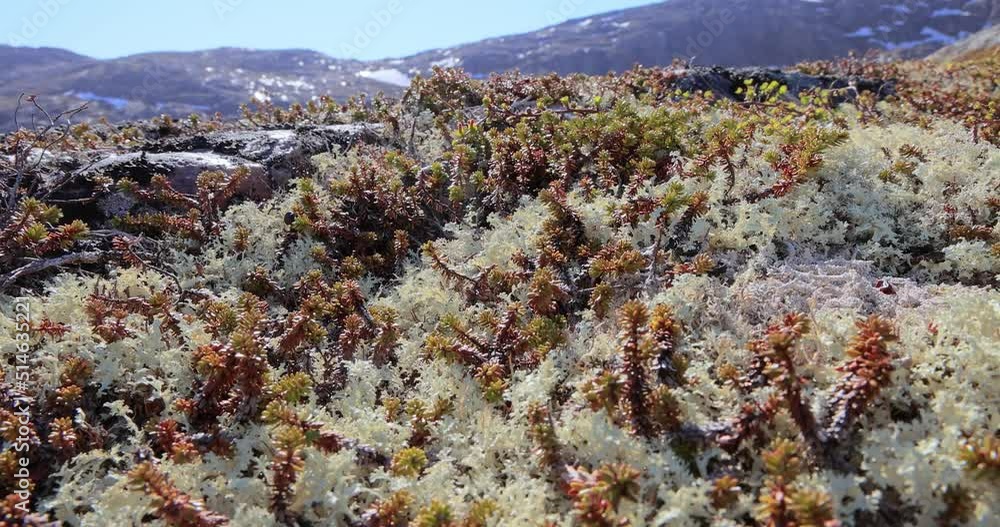 Arctic Tundra lichen moss close-up. Found primarily in areas of Arctic Tundra, alpine tundra, it is extremely cold-hardy. Cladonia rangiferina, also known as reindeer cup lichen. Arctic Tundra lichen moss close-up. Found primarily in areas of Arctic Tundra, alpine tundra, it is extremely cold-hardy. Cladonia rangiferina, also known as reindeer cup lichen.