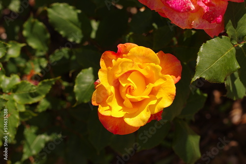 オレンジと黄色の花びらの綺麗なバラ