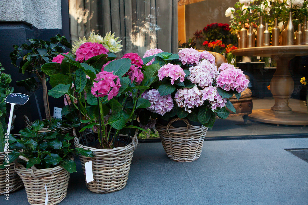 Showcase of flower shop outside on city street. Flower baskets with pink hydrangea at store exhibition. Flowers on glass shop window background. Concept of florist shop, small business development
