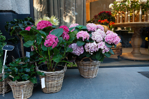 Wallpaper Mural Showcase of flower shop outside on city street. Flower baskets with pink hydrangea at store exhibition. Flowers on glass shop window background. Concept of florist shop, small business development Torontodigital.ca