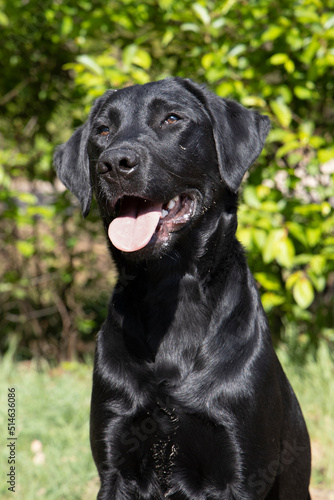 Wallpaper Mural Schattige labrador pup Torontodigital.ca