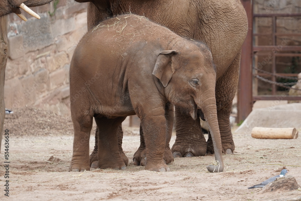 Fototapeta premium Asian elephant