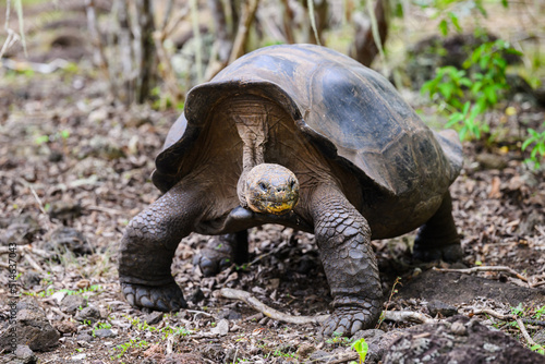 Galápagos tortoise, walking toward