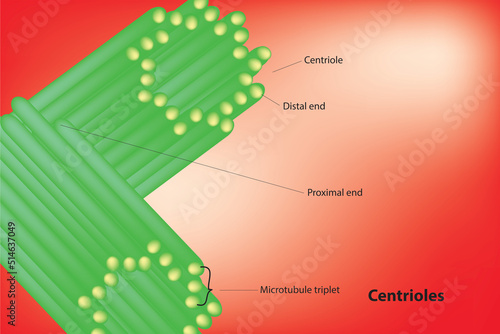 tubulin centrioles