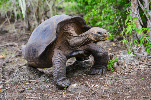 Galápagos tortoise walking, full view