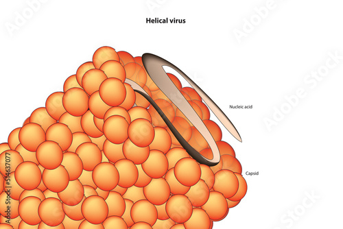 Helical virus (plant virus)