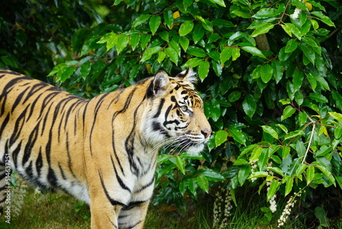 sumatran tiger © Colin