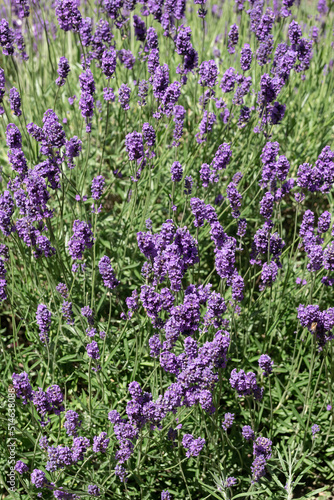 Lavender flowering in an English garden in summertime © philipbird123