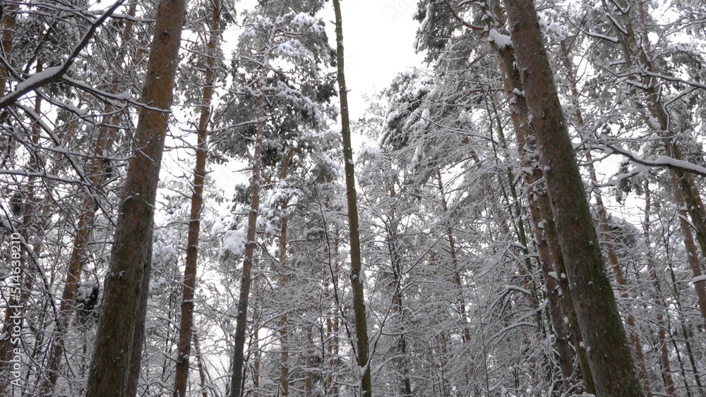 Fototapeta premium Winter forest during a snowfall, slow motion