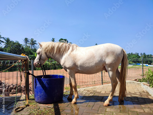 A beautiful white horse eating grass