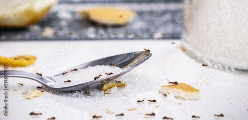 Schilderij op canvas ants on sugar spoon on the table, insect infestation in the kitchen