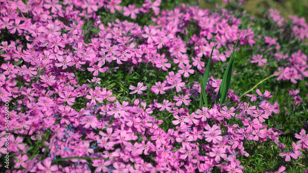 Close up of beautiful pink impatients flowers growing in park or garden. Floral background.