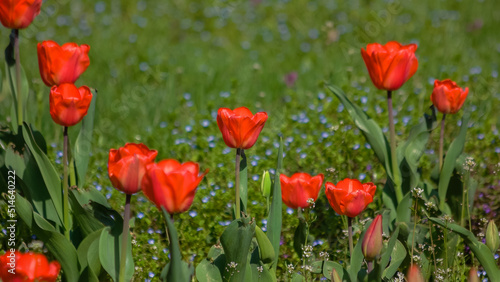 Beautiful red tulips growing in the garden. Spring flowers background. Floral landscape.