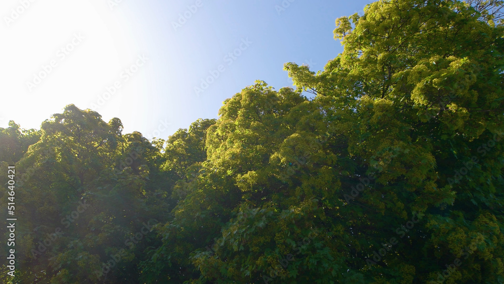 Close up of green foliage of beautiful tree. Blue sky in the background. Nature landscape. Close up of green foliage of beautiful tree. Blue sky in the background. Nature landscape.
