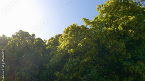 Close up of green foliage of beautiful tree. Blue sky in the background. Nature landscape.