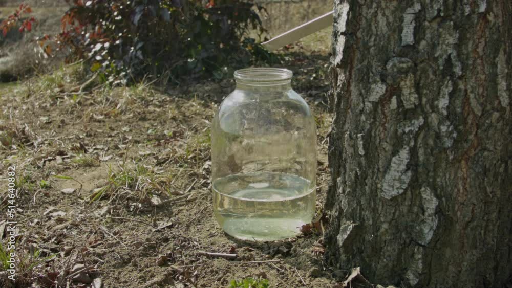Close-up of a jar of birch sap near a birch tree at sunset. Close-up of a jar of birch sap near a birch tree at sunset.