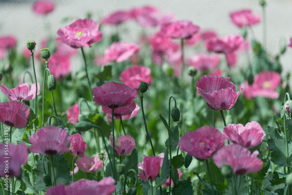 field of pink poppies partly in the shade and sun field of pink poppies partly in the shade and sun