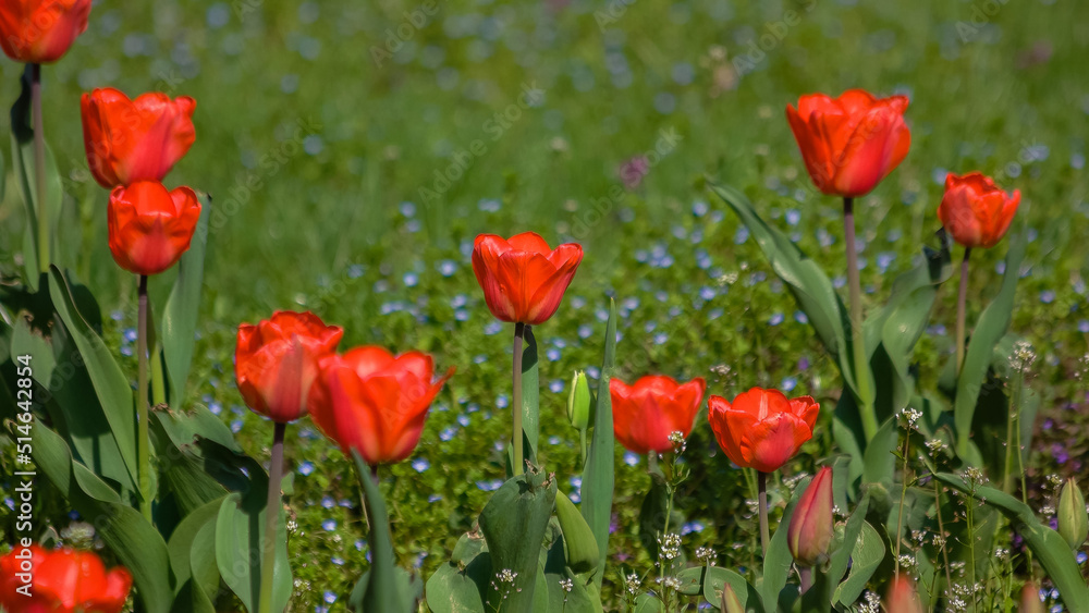Beautiful red tulips growing in the garden. Spring flowers background. Floral landscape. Beautiful red tulips growing in the garden. Spring flowers background. Floral landscape.