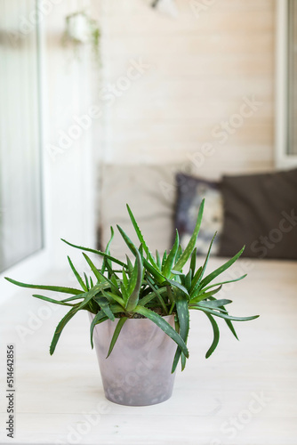 Overgrown aloe vera in a plastic pot on a light white balcony. Succulents in modern interiors.