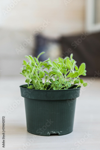 Sage in a small green pot on a bright balcony. Growing spicy aromatic herbs at home.