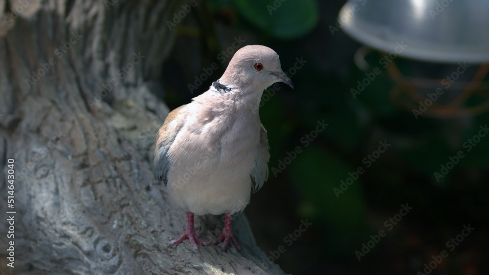Obraz premium Close up of beautiful gray bird on a tree against blurred background. Ornithology concept.