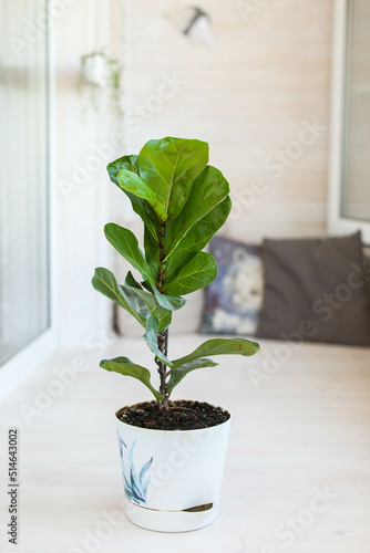 Beautiful lirata ficus on a white light balcony among other house plants. Landscaping of interiors with potted plants.