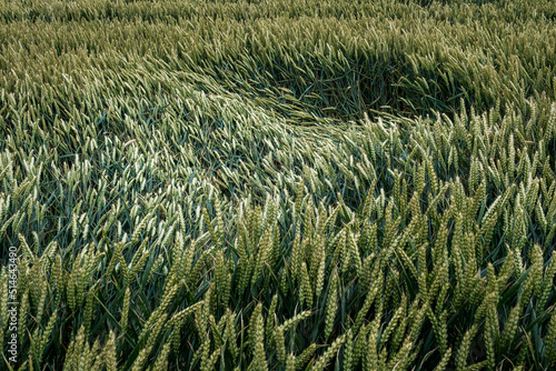 Agriculture in Flevoland province || Landbouw in Flevoland photo