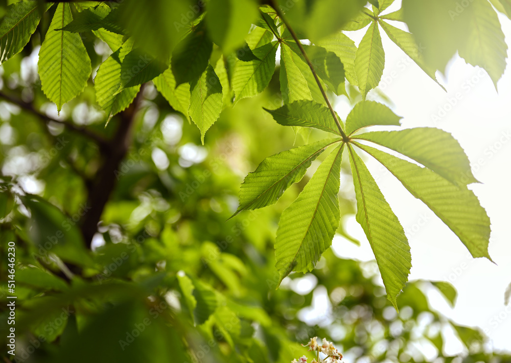 Spring natural background. Green leaves of chestnut tree against the light. Spring natural background. Green leaves of chestnut tree against the light.