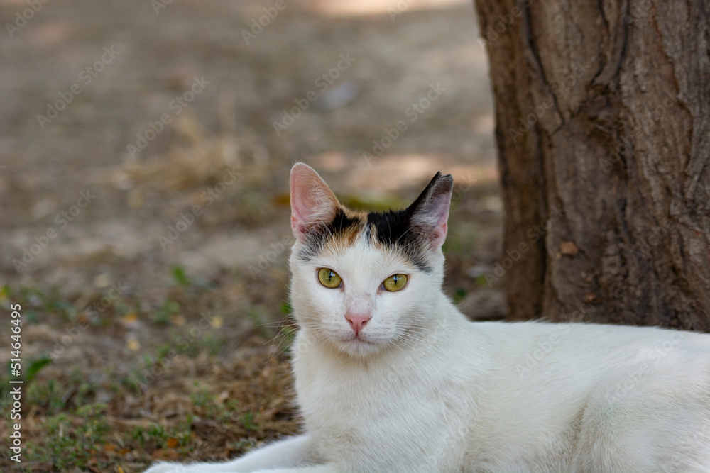 portrait of white cat looking at camera near tree