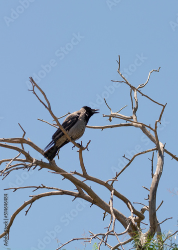 crow perched on blue sky and dry tree branches