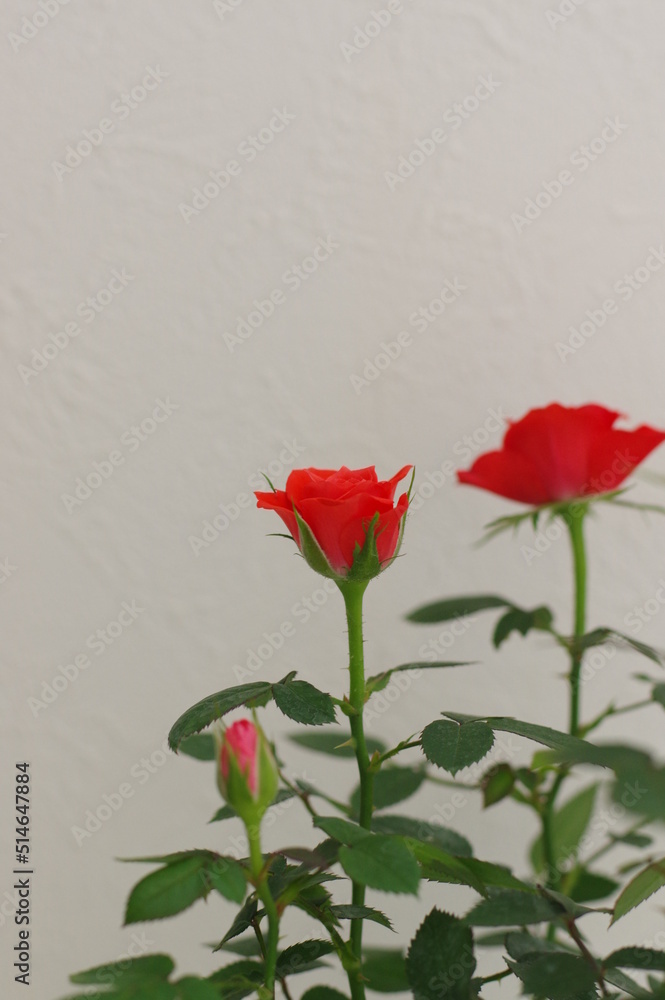 Obraz premium まるで絵にかいたような可憐で可愛らしい真っ赤なバラ