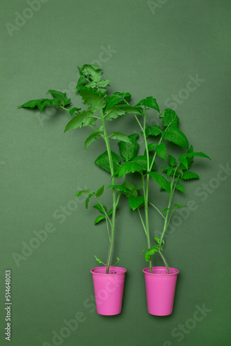 Tomato seedlings in a pink cup on a green background