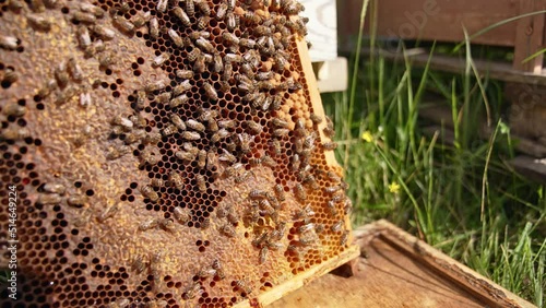 Wax frame covered with worker bees in the sun light. Honey insects drawl by the honeycombs partially sealed. Blurred backdrop. photo