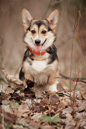 Welsh Corgi Pembroke smiles in autumn leaves