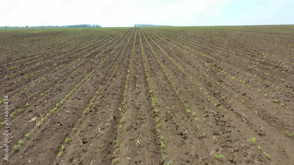 Low sliding 4K drone shooting of a field of newly sprouted plants. Cereal farming. Agriculture, sowing wheat, corn, sunflower. Backwards Moving Low sliding 4K drone shooting of a field of newly sprouted plants. Cereal farming. Agriculture, sowing wheat, corn, sunflower. Backwards Moving