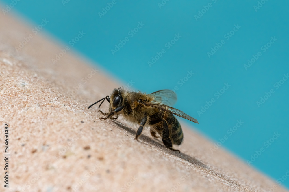 European dark bee (Apis mellifera mellifera) is crawling beside a swimming pool European dark bee (Apis mellifera mellifera) is crawling beside a swimming pool