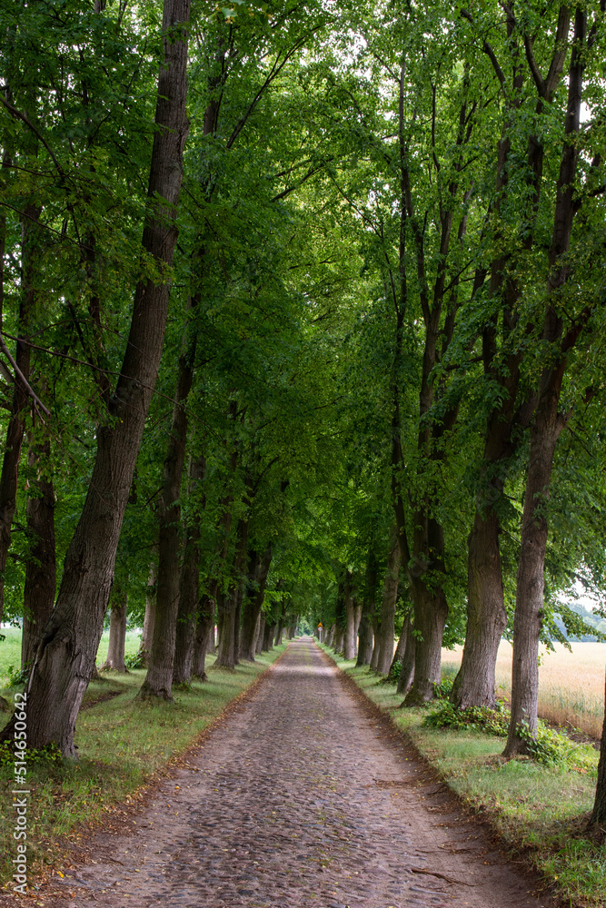 Cobbled street among linden trees on a linden avenue on a sunny day. Summer. Cobbled street among linden trees on a linden avenue on a sunny day. Summer.