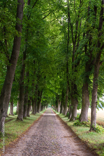 Cobbled street among linden trees on a linden avenue on a sunny day. Summer. © W Korczewski