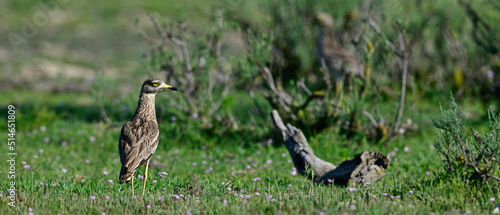 Eurasian stone-curlew // Triel (Burhinus oedicnemus) - Axios Delta, Greece photo