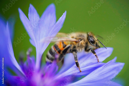 a western honeybee, Apis mellifera, in close-up, which belongs to the true bees, collects pollen from a beautiful blue cornflower, summer in Germany © AdobeTim82