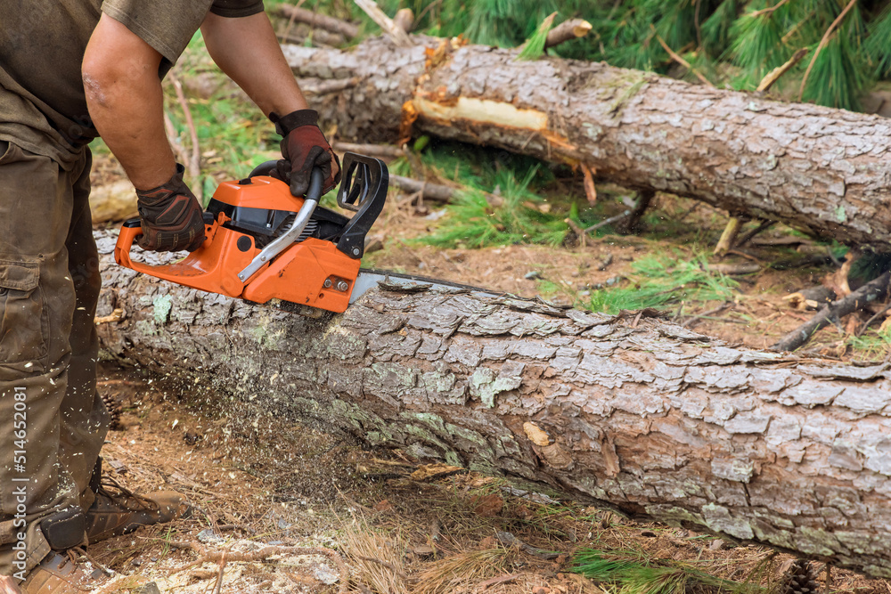 Chainsaw cutting into tree trunk an uprooted broken tree, torn the wind during a violent storm Chainsaw cutting into tree trunk an uprooted broken tree, torn the wind during a violent storm